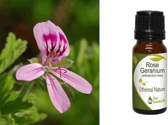 Nature & Body Rose Geranium Essential Oil Geranium 10ml