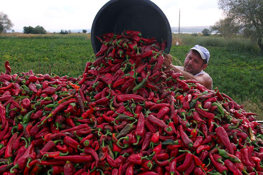 Sweet Red Paprika Pepper Hungary No120 200 Gr