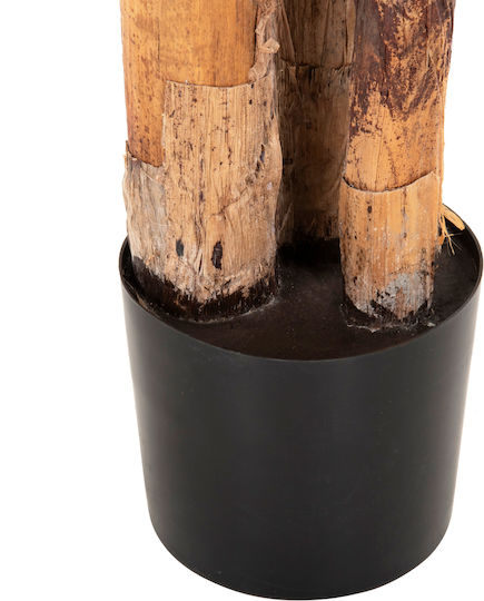 Μπανανιά σε Γλαστράκι 17cm HomeMarkt
