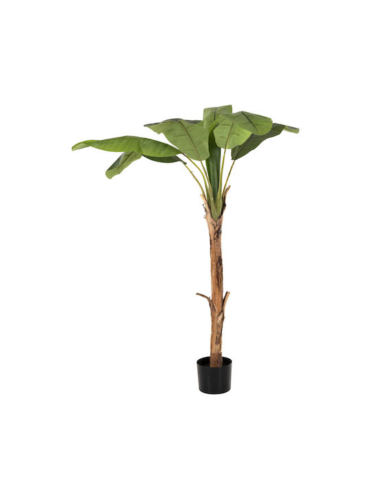 Μπανανιά σε Γλάστρα 180cm HomeMarkt