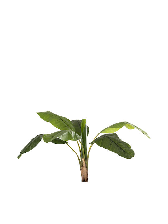 Μπανανιά σε Γλάστρα 180cm HomeMarkt