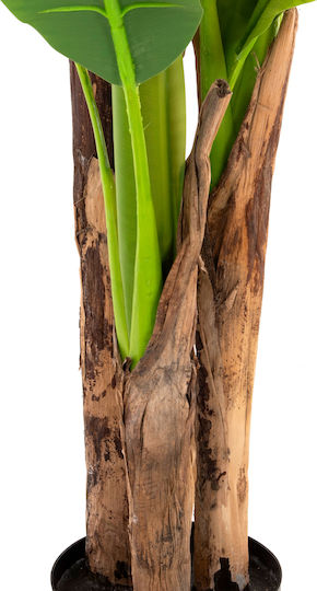 Μπανανιά σε Γλαστράκι 17cm HomeMarkt