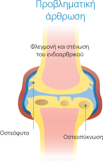 Wepharm Πολυβιταμίνες Σκύλου και Γάτας σε Δισκία 120 tabs για Αρθρώσεις