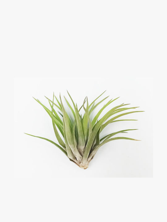 Luftpflanze Tillandsia Multiflora Innenbereich
