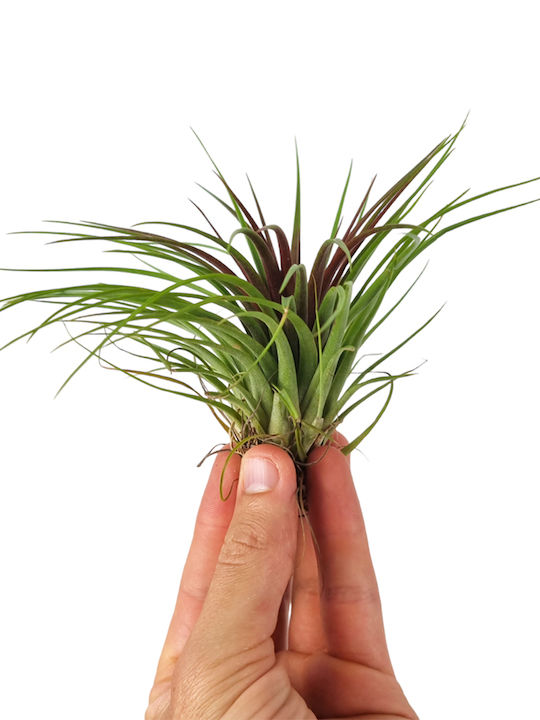 Luftpflanze Innenbereich Pflanzenhöhe 10cm