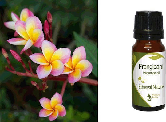 Nature & Body Aromatic Oil Plumeria 10ml 1buc