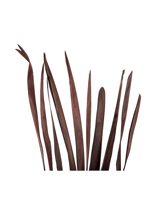 Dried Plant Brown 10pcs Freebox