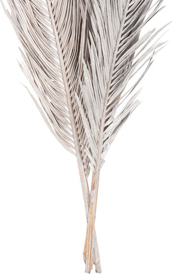 Dried Plant Palm Tree Silver Freebox