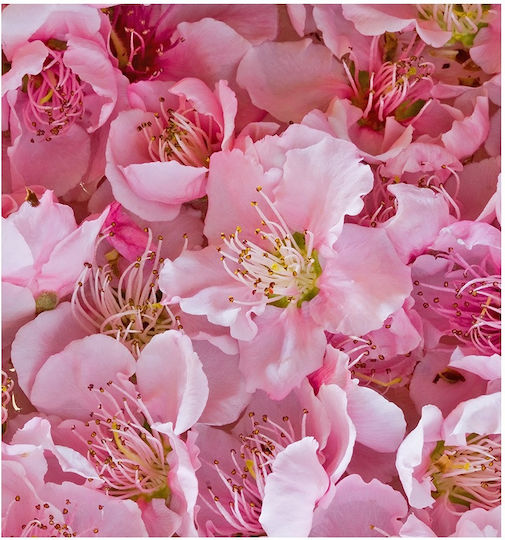 Yodeyma Sexy Rose Eau de Parfum 15ml