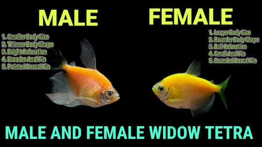 Ruinemans Aquarium Ψάρι Ενυδρείου