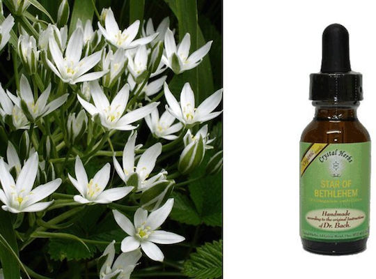 Crystal Herbs Αγριόκρινο Ανθοΐαμα σε Σταγόνες 25ml 1τμχ