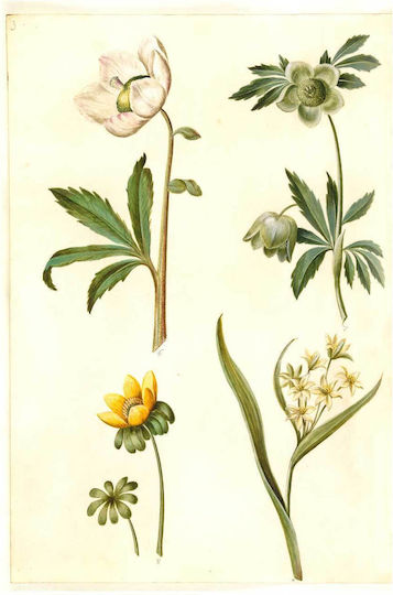 Helleborus Niger (common Christmas Rose);eranthis Hyemalis (garden-erantis);gagea Lutea (common Golden Star) By Maria Sibylla Merian Πίνακας σε Καμβά 100x150cm