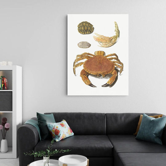 A Crab, A Pair Of Crab Claws And Two Turtle Shells By Johann Gustav Hoch (1716–1779) Painting on Canvas 40x65cm