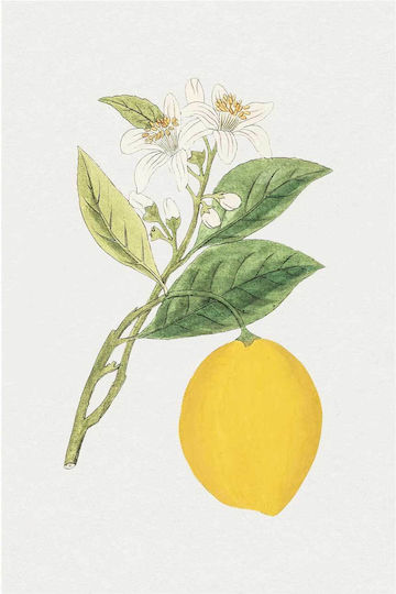 Hand Drawn Lemon Painting on Canvas 40x50cm