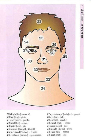 Basic Vocabulary In Pictures English Language