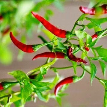 Panora Hot Crushed Chillies 500gr