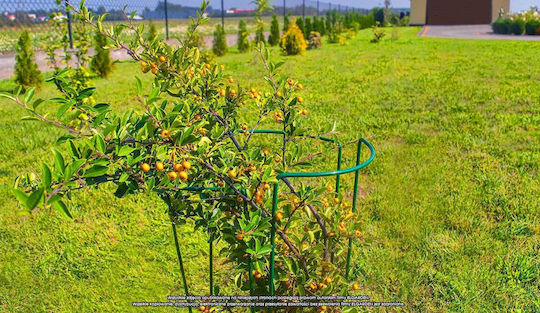 Eldrut Turnuri De Plante Metalice Verzi 75x25cm 3 Bucăți