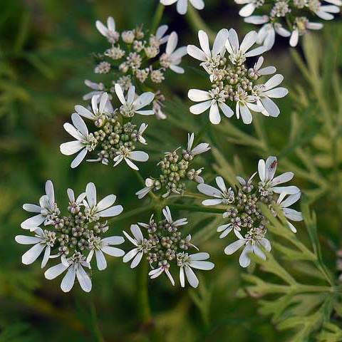 Coriander 90034-500 500gr