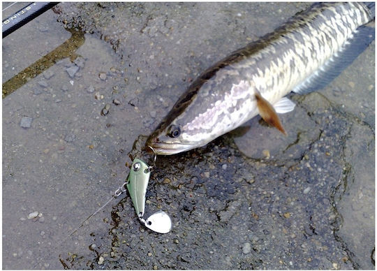 Momeli Artificiale Peștișor (Minnow) 8cm/18gr