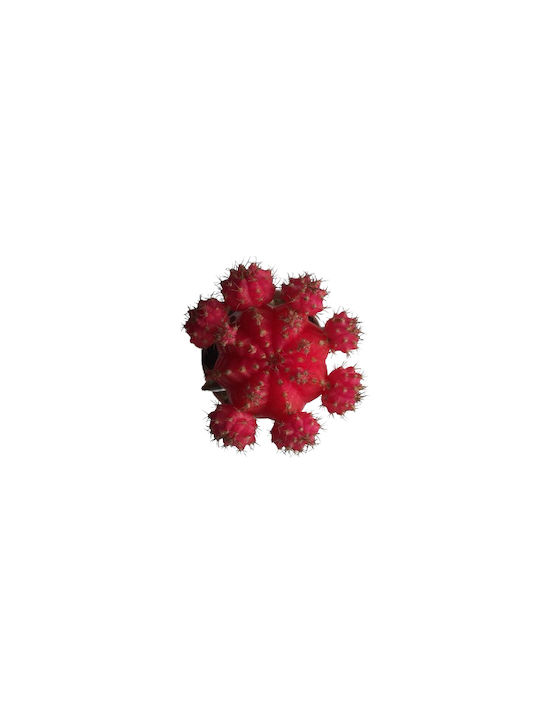 Πουλημένος Gymnocalycium Grafted Ύψους 13εκ.