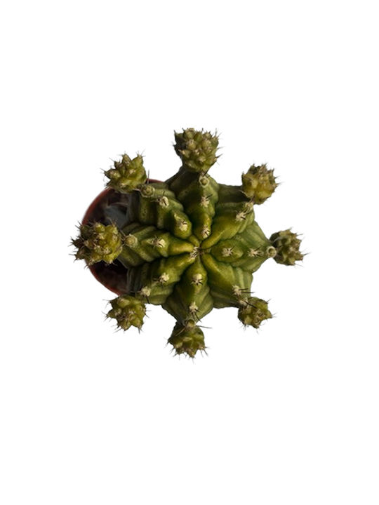 Πουλημένος Gymnocalycium Grafted Ύψους 19εκ.
