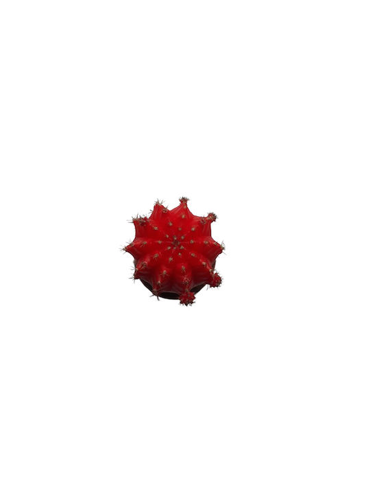 Πουλημένος Gymnocalycium Grafted Ύψους 19εκ.