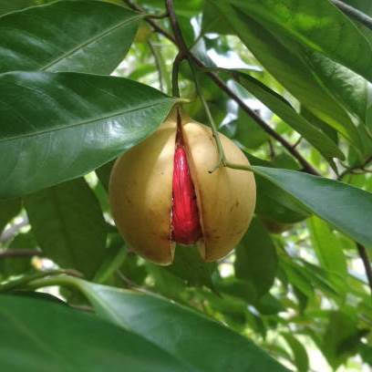 Panora Nutmeg 30gr