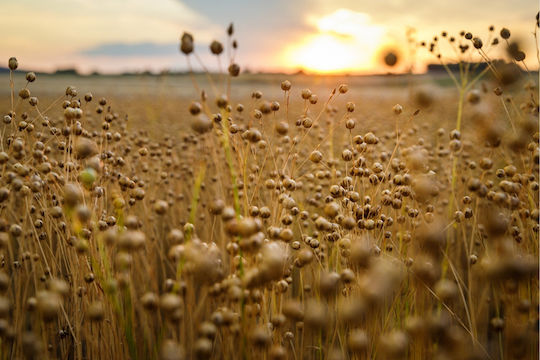 Λιναροσπορος Golden Χρυσος Ρωσιας Τριμμενος 1000 Gr