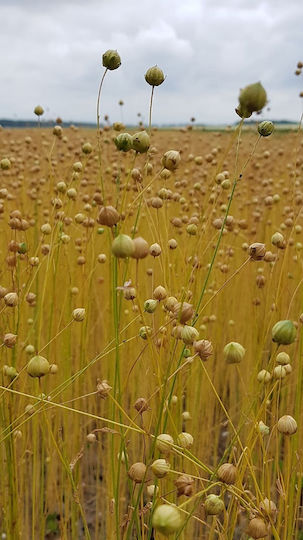 Flaxseed Golden Russia Ground 50 Gr