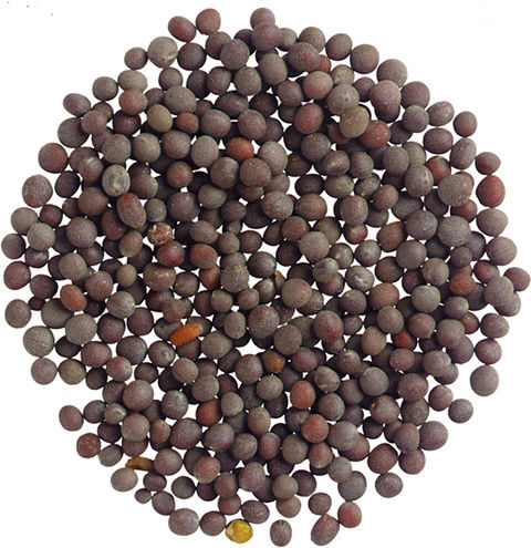 Σιναπι Μαυρος Σπορος Καναδα 500 Gr