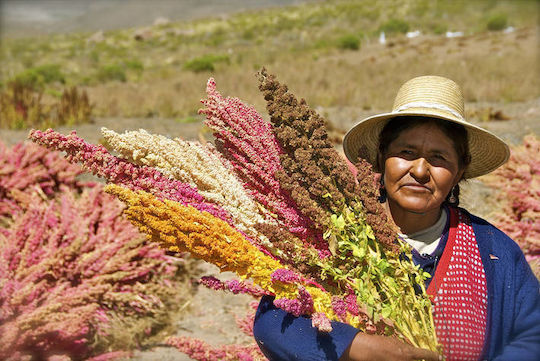 Quinoa Tricolor Seed Peru (quinoa Peru) 1000 Gr