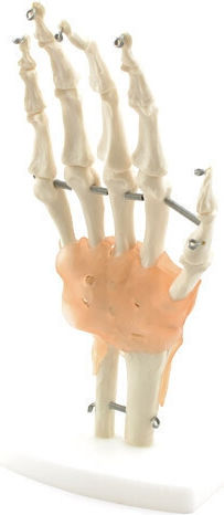 Heine Scientific Appendages & Joints Model