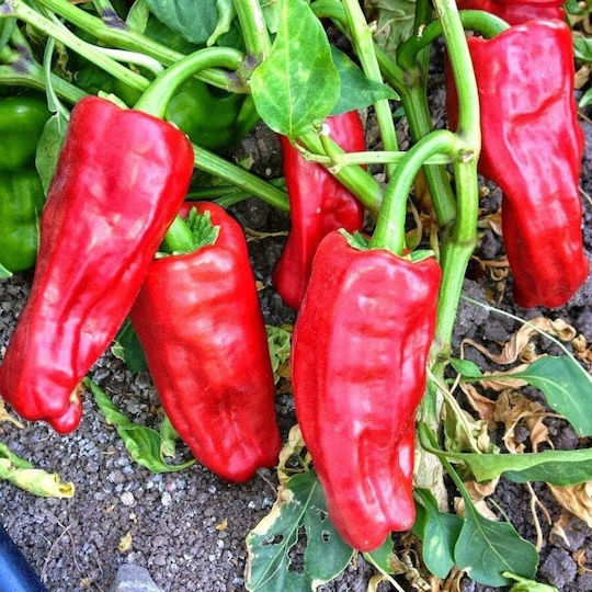 Pfeffer-Chili Isot Urfa Biber Scv 7500 Türkei 20 Gr