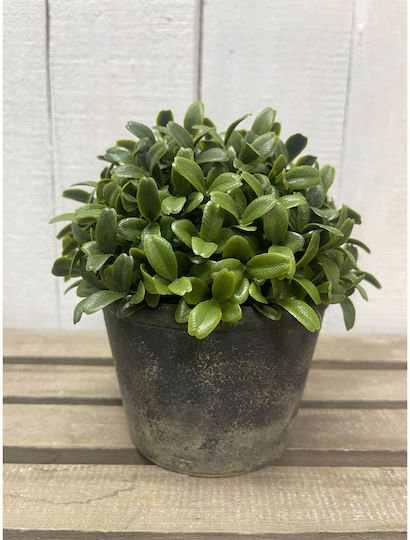 Buxus В Саксия Бежов Ankor