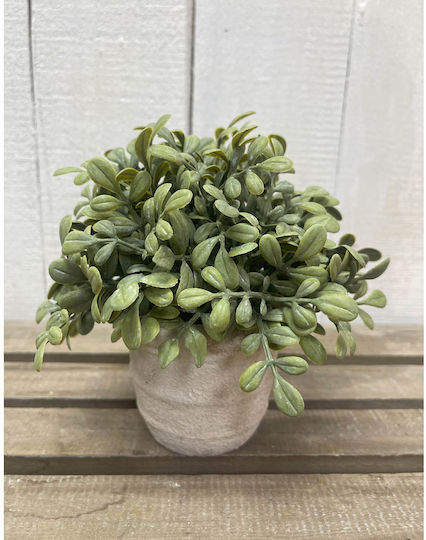 Buxus В Саксия Ankor