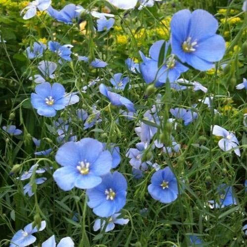 Linseed Oil Vegetable Oil 500 Ml