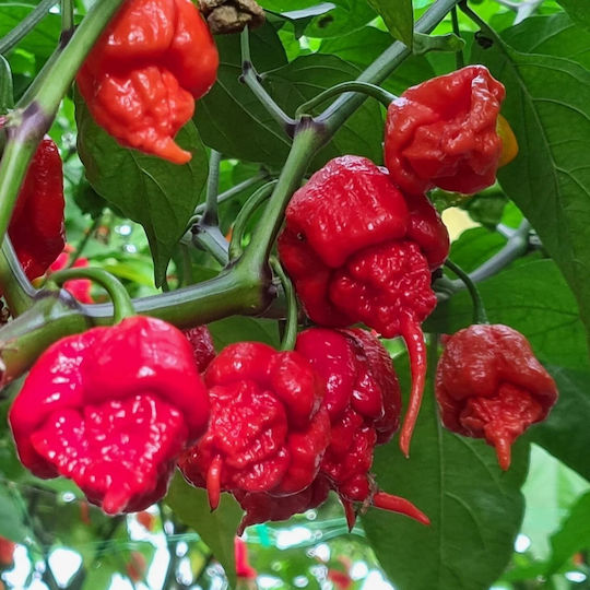 Carolina Reaper Chili Ardei mexicani întregi 100 Gr