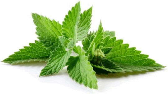 Men for San Greenfields Αρωματική Λοσιόν Touch of Mint 75ml