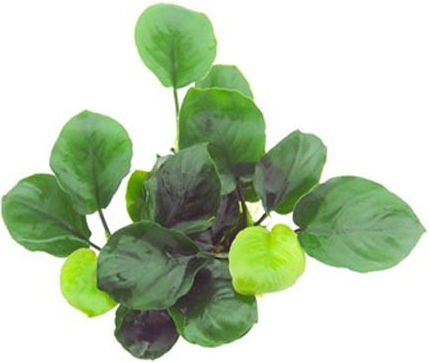 Tropica Tropica Anubias Βarteri Coin Leaf Lebende Aquarium Pflanze