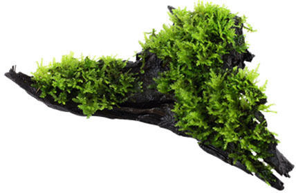 Tropica Vesicularia Dubyana Christmas Moss On Wood Live Aquarium Plant Java