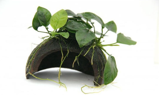 Anubias Anubias Βarteri Live Aquarium Plant