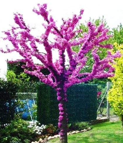 Judasbaum Cercis Canadensis Bonsai 50+ Saatgut | Skroutz Germany