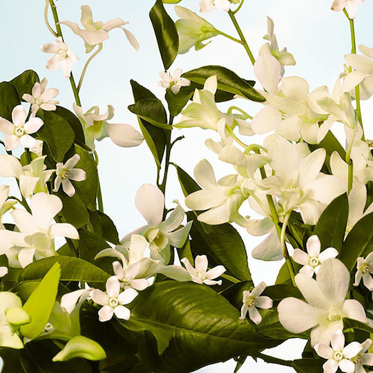 L'Occitane Neroli & Orchidee Ενυδατική Lotion Σώματος για Όλες τις Επιδερμίδες 250ml