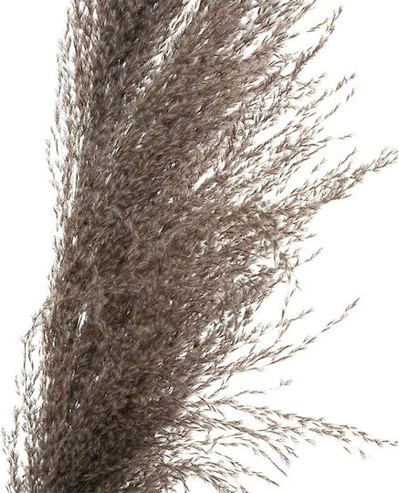 Pampas Getrocknetes Braun Pflanze 109cm 3Stücke Atmosphera