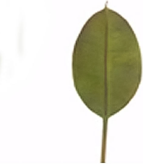 Artificial Decorative Ficus Branch Zaros