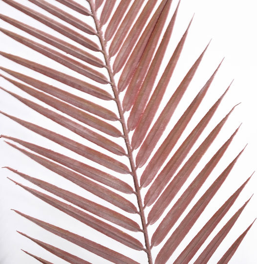Dekorative Feder Kentia Rot 100cm Supergreens