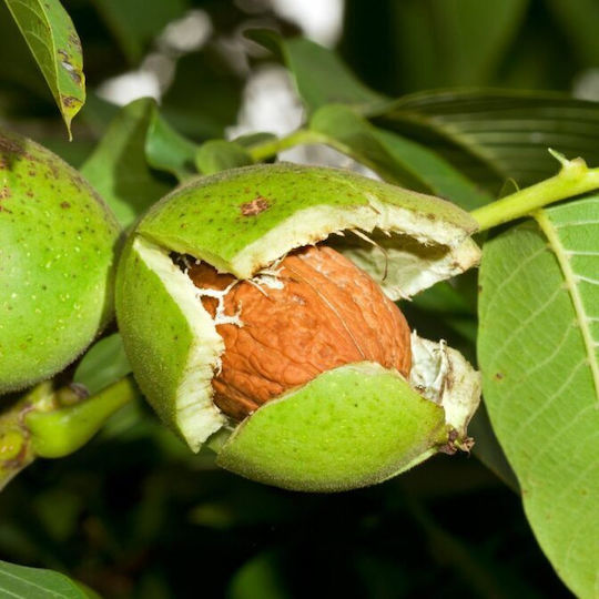Καρυδελαιο Walnut 5 Ml