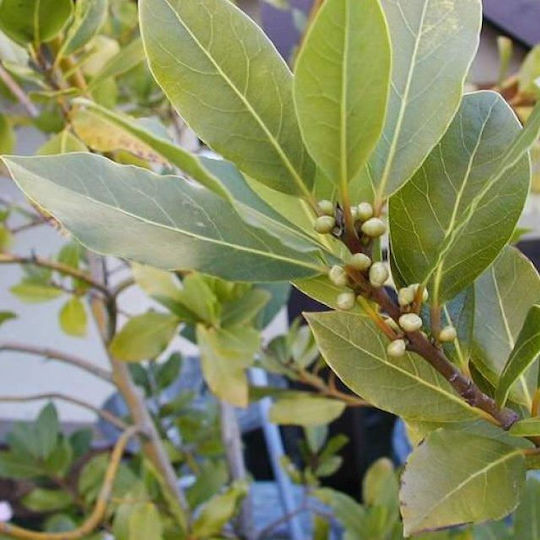 Bay Leaves Whole Greece 20 Gr