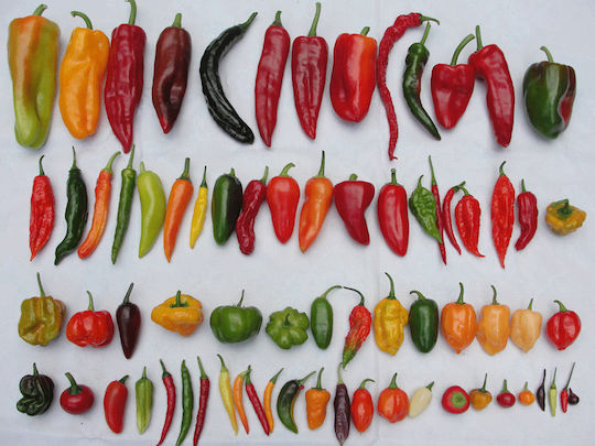 Smoked Sweet Red Paprika Pepper 20g