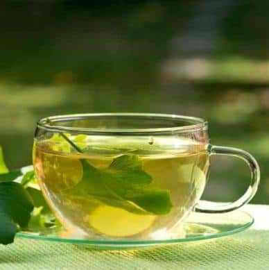 Ginkgo Biloba Ginkgo Biloba Leaf Cut Chinas 20 Gr